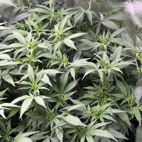 Watermelon Zkittlez 🍉🍭 growlog timeline photo