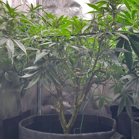 Pineapple Express 🍍 growlog timeline photo