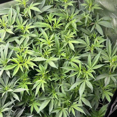Watermelon Zkittlez 🍉🍭 growlog timeline photo