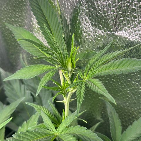 Watermelon Zkittlez 🍉🍭 growlog timeline photo