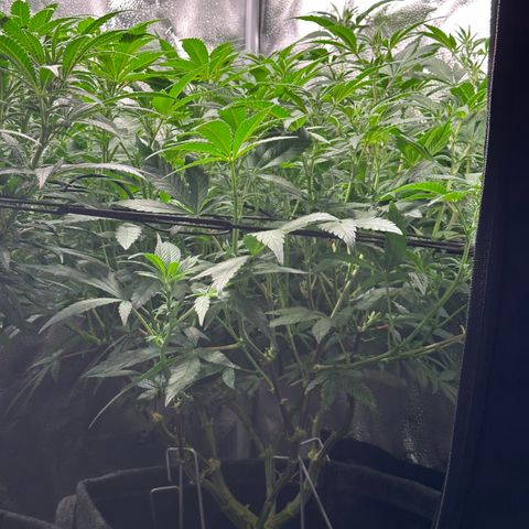 Watermelon Zkittlez 🍉🍭 growlog timeline photo