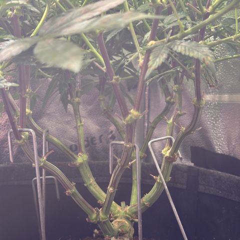 Watermelon Zkittlez 🍉🍭 growlog timeline photo