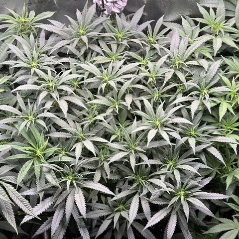 Lemon Cherry Gelato 🍋🍒 growlog timeline photo
