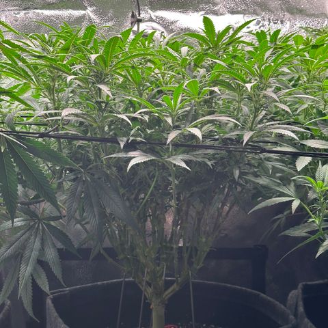 Lemon Cherry Gelato 🍋🍒 growlog timeline photo