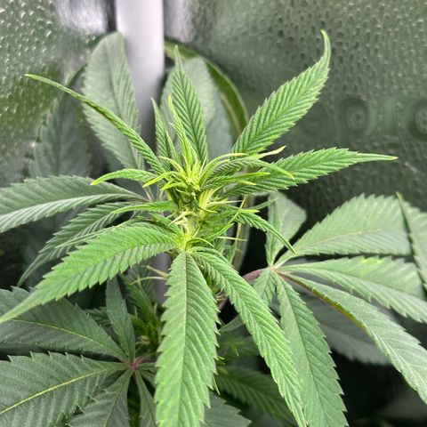 Pineapple Express 🍍 growlog timeline photo