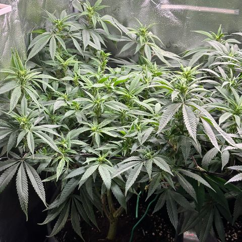 Pineapple Express 🍍 growlog timeline photo