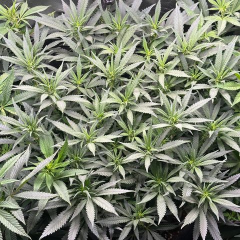 Lemon Cherry Gelato 🍋🍒 growlog timeline photo