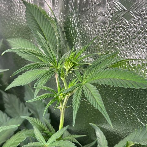 Watermelon Zkittlez 🍉🍭 growlog timeline photo