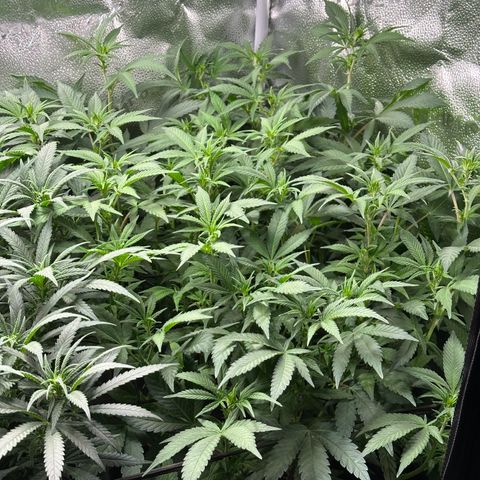 Watermelon Zkittlez 🍉🍭 growlog timeline photo