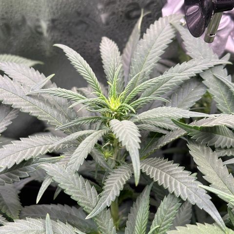 Lemon Cherry Gelato 🍋🍒 growlog timeline photo
