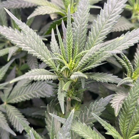 Lemon Cherry Gelato 🍋🍒 growlog timeline photo