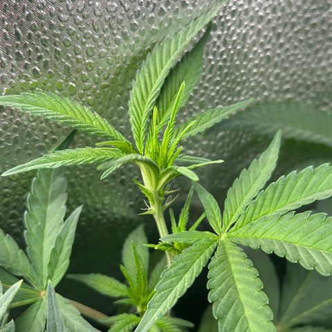 Watermelon Zkittlez 🍉🍭 growlog timeline photo