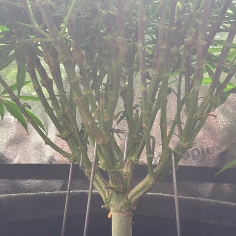 Lemon Cherry Gelato 🍋🍒 growlog timeline photo