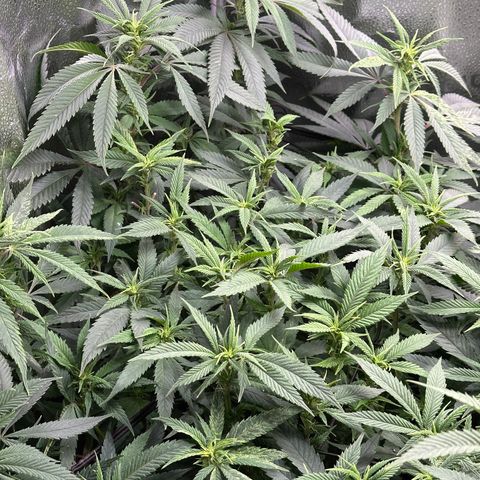 Pineapple Express 🍍 growlog timeline photo