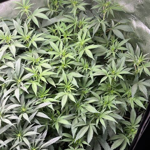 Watermelon Zkittlez 🍉🍭 growlog timeline photo