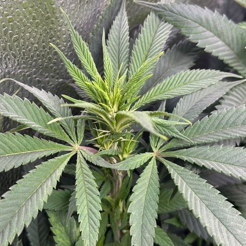 Pineapple Express 🍍 growlog timeline photo