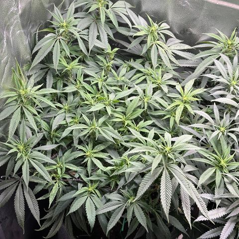 Pineapple Express 🍍 growlog timeline photo