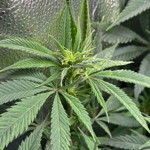 Pineapple Express 🍍 growlog timeline photo