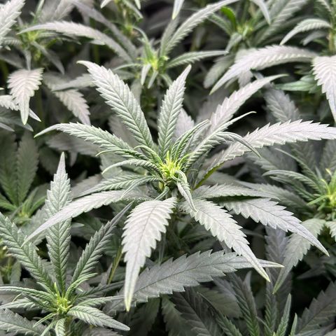 Lemon Cherry Gelato 🍋🍒 growlog timeline photo
