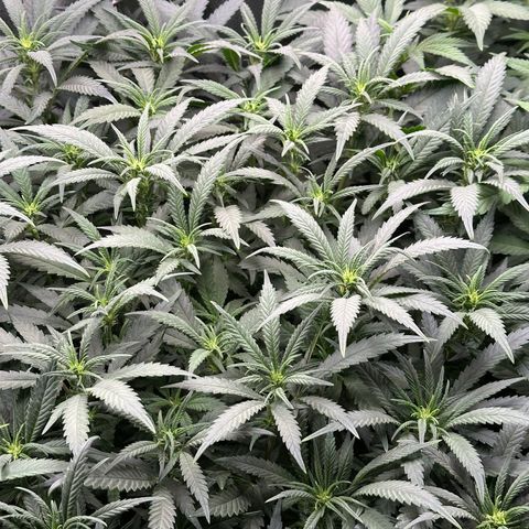 Lemon Cherry Gelato 🍋🍒 growlog timeline photo