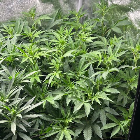 Watermelon Zkittlez 🍉🍭 growlog timeline photo