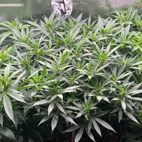 Lemon Cherry Gelato 🍋🍒 growlog timeline photo