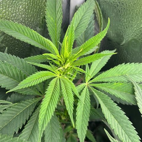 Pineapple Express 🍍 growlog timeline photo