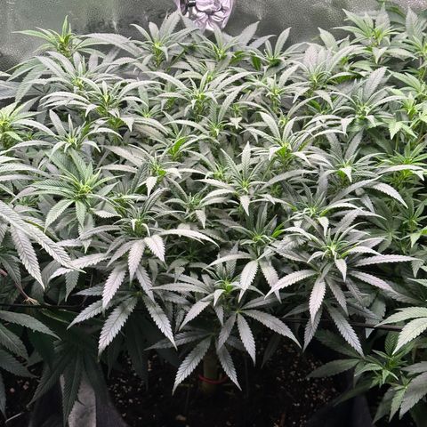 Lemon Cherry Gelato 🍋🍒 growlog timeline photo