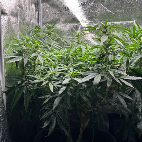 Pineapple Express 🍍 growlog timeline photo