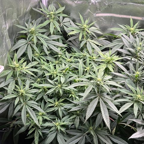 Pineapple Express 🍍 growlog timeline photo
