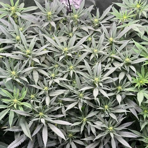 Lemon Cherry Gelato 🍋🍒 growlog timeline photo