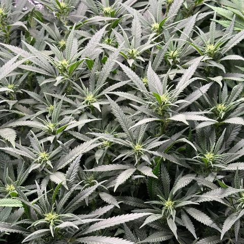 Lemon Cherry Gelato 🍋🍒 growlog timeline photo