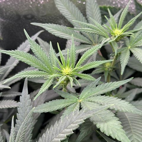 Watermelon Zkittlez 🍉🍭 growlog timeline photo