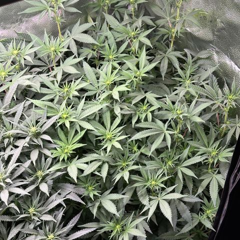 Watermelon Zkittlez 🍉🍭 growlog timeline photo