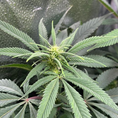 Pineapple Express 🍍 growlog timeline photo