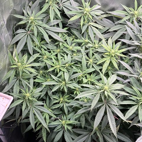 Pineapple Express 🍍 growlog timeline photo