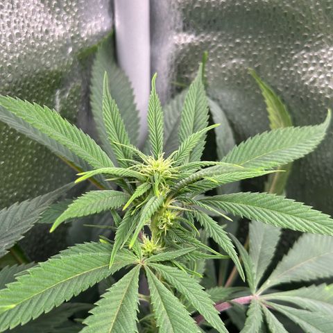 Pineapple Express 🍍 growlog timeline photo