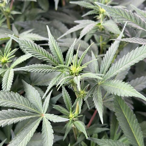 Watermelon Zkittlez 🍉🍭 growlog timeline photo