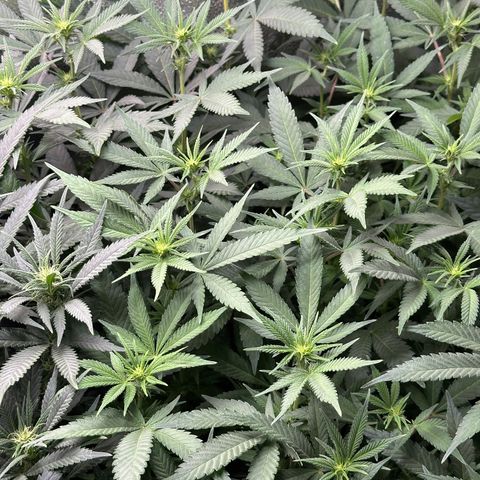 Watermelon Zkittlez 🍉🍭 growlog timeline photo