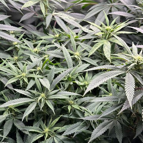 Pineapple Express 🍍 growlog timeline photo