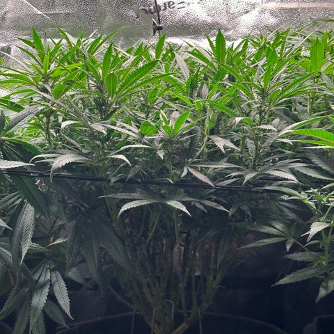 Lemon Cherry Gelato 🍋🍒 growlog timeline photo