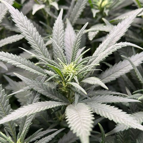 Lemon Cherry Gelato 🍋🍒 growlog timeline photo