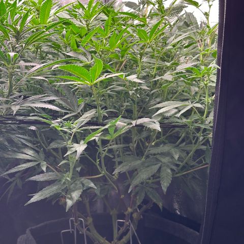 Watermelon Zkittlez 🍉🍭 growlog timeline photo