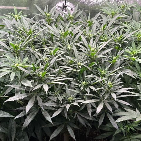 Lemon Cherry Gelato 🍋🍒 growlog timeline photo