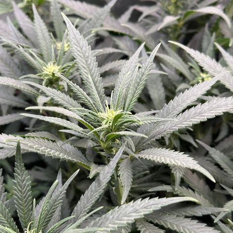Lemon Cherry Gelato 🍋🍒 growlog timeline photo