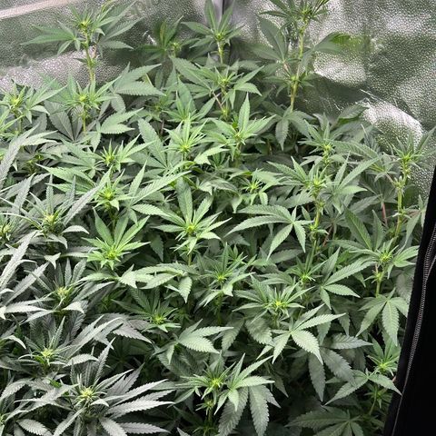 Watermelon Zkittlez 🍉🍭 growlog timeline photo