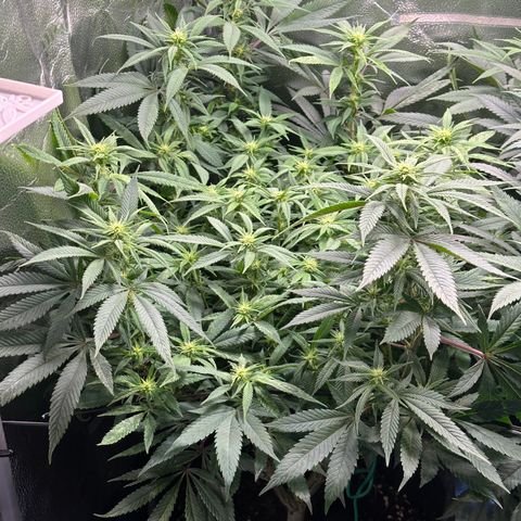 Pineapple Express 🍍 growlog timeline photo