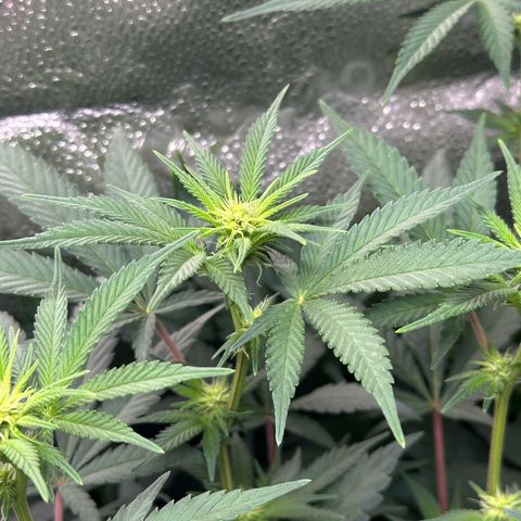 Watermelon Zkittlez 🍉🍭 growlog timeline photo