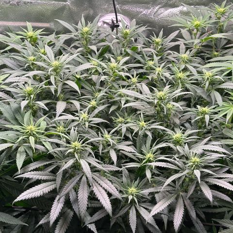 Lemon Cherry Gelato 🍋🍒 growlog timeline photo