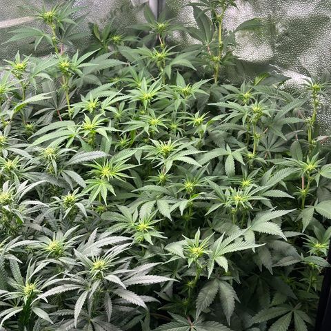 Watermelon Zkittlez 🍉🍭 growlog timeline photo
